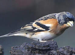 Brambling