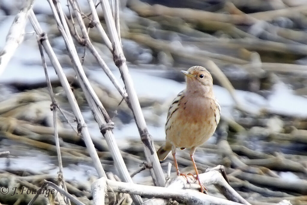 Red-throated Pipit male adult, identification