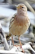 Pipit à gorge rousse