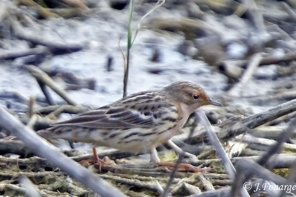 Red-throated Pipit male adult