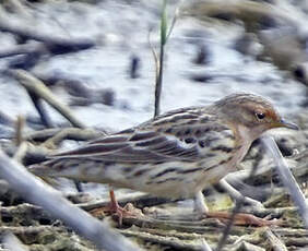 Pipit à gorge rousse