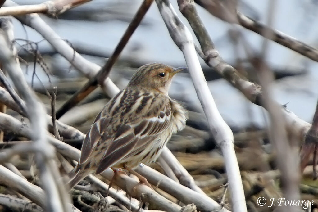 Pipit à gorge rousse mâle adulte