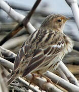 Pipit à gorge rousse