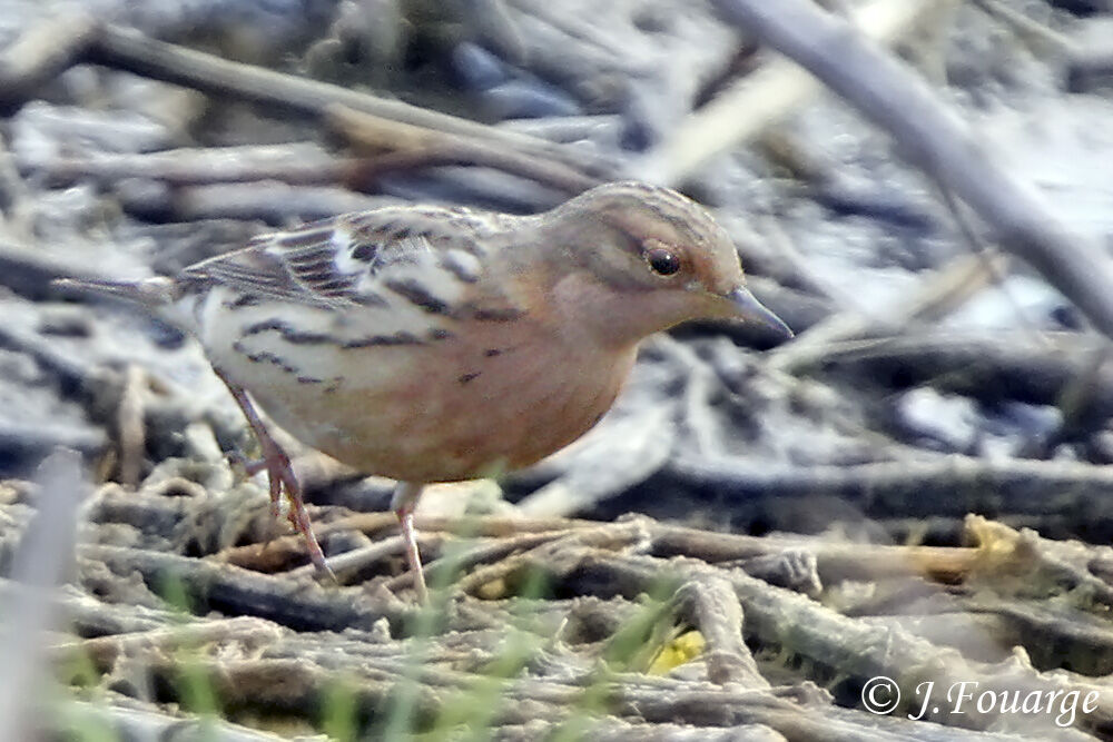 Red-throated Pipit male adult, identification