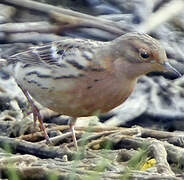 Red-throated Pipit