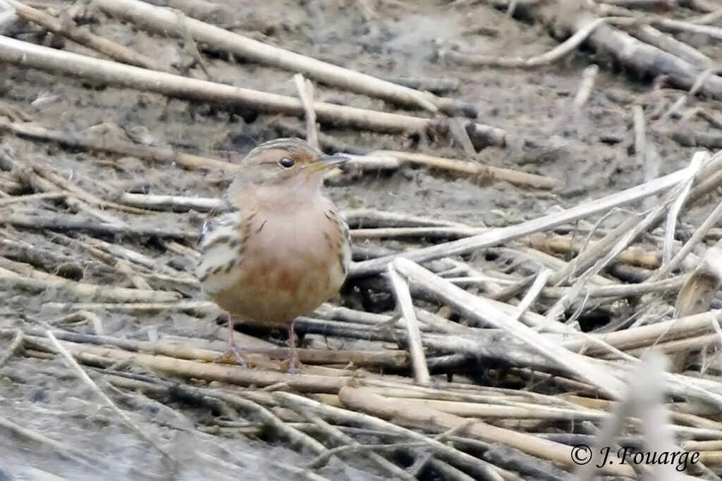 Red-throated Pipit male adult, identification