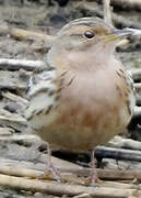 Pipit à gorge rousse