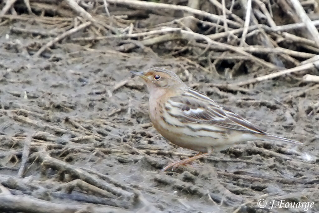 Pipit à gorge rousse mâle adulte, identification