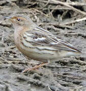 Red-throated Pipit