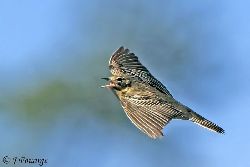 Tree Pipit male adult, Flight, Reproduction-nesting, Behaviour