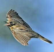 Pipit des arbres