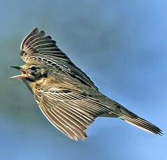 Pipit des arbres