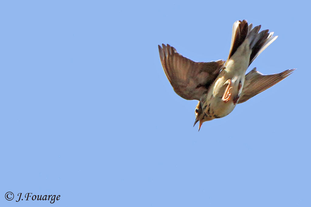 Tree Pipit male adult, Flight, Reproduction-nesting, song, Behaviour