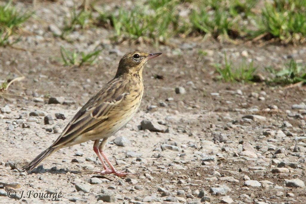 Pipit des arbres, identification