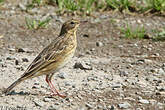 Pipit des arbres