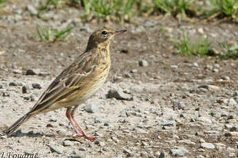 Pipit des arbres