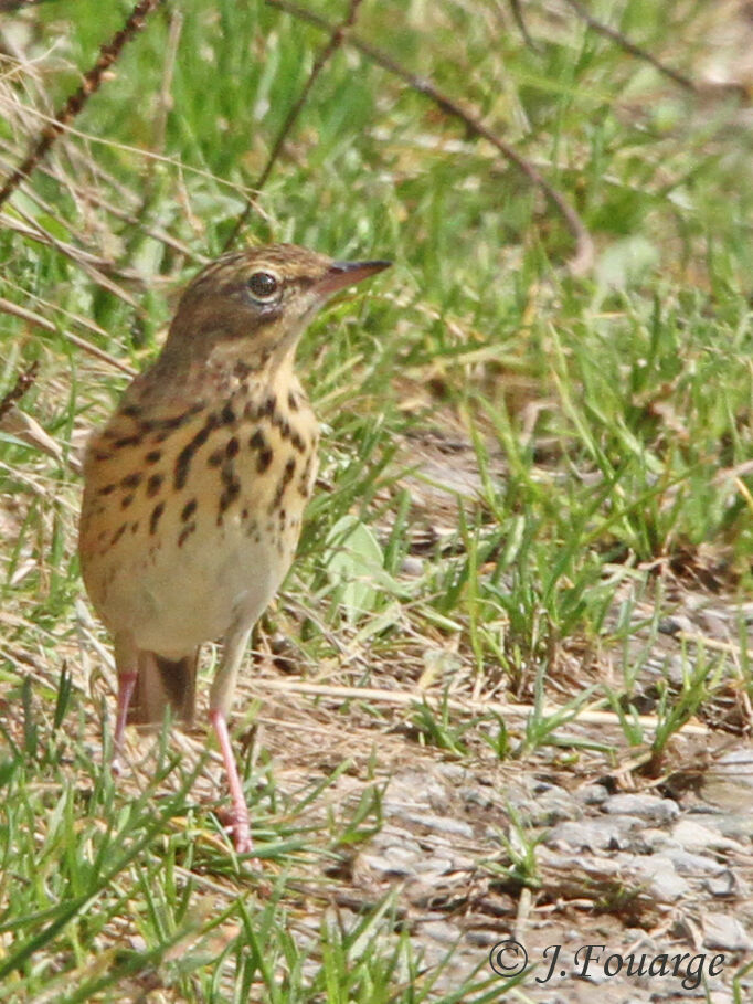 Tree Pipit, identification