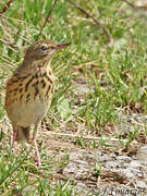 Pipit des arbres