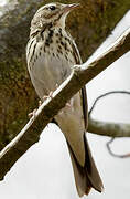 Tree Pipit