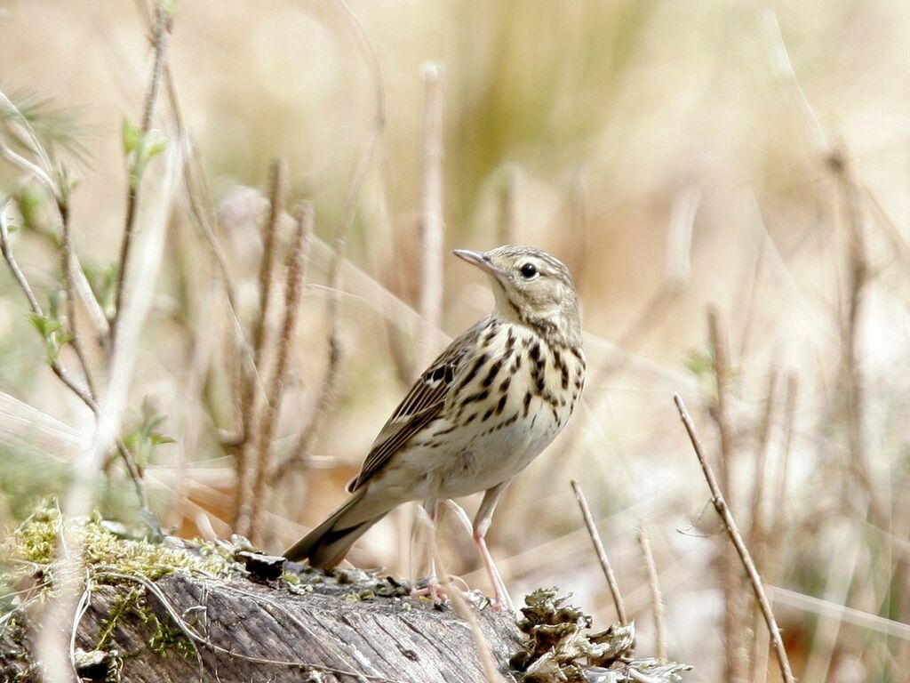 Tree Pipit male adult