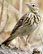 Tree Pipit