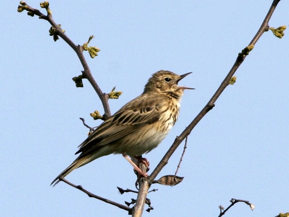 Tree Pipit male adult