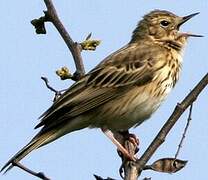 Pipit des arbres