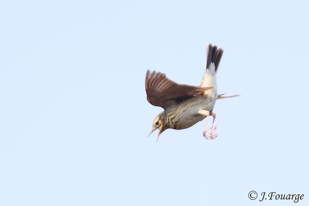 Tree Pipit male adult, Flight