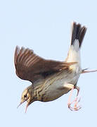 Tree Pipit