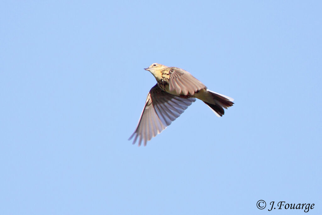 Tree Pipit male adult