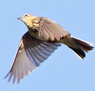 Tree Pipit