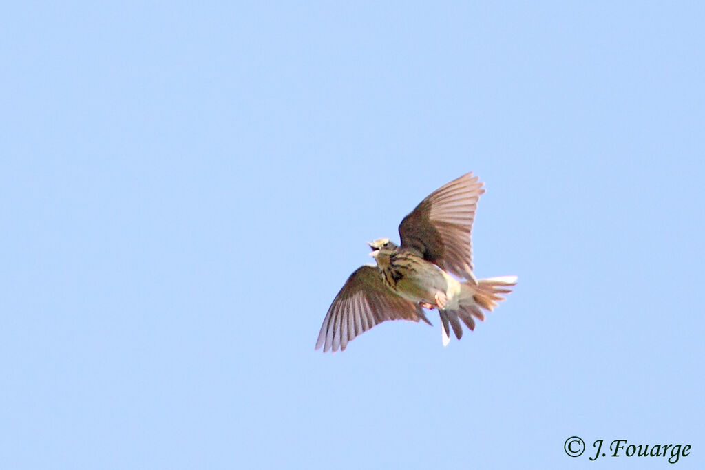 Tree Pipit, Flight