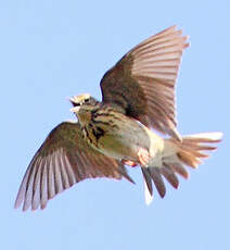 Pipit des arbres