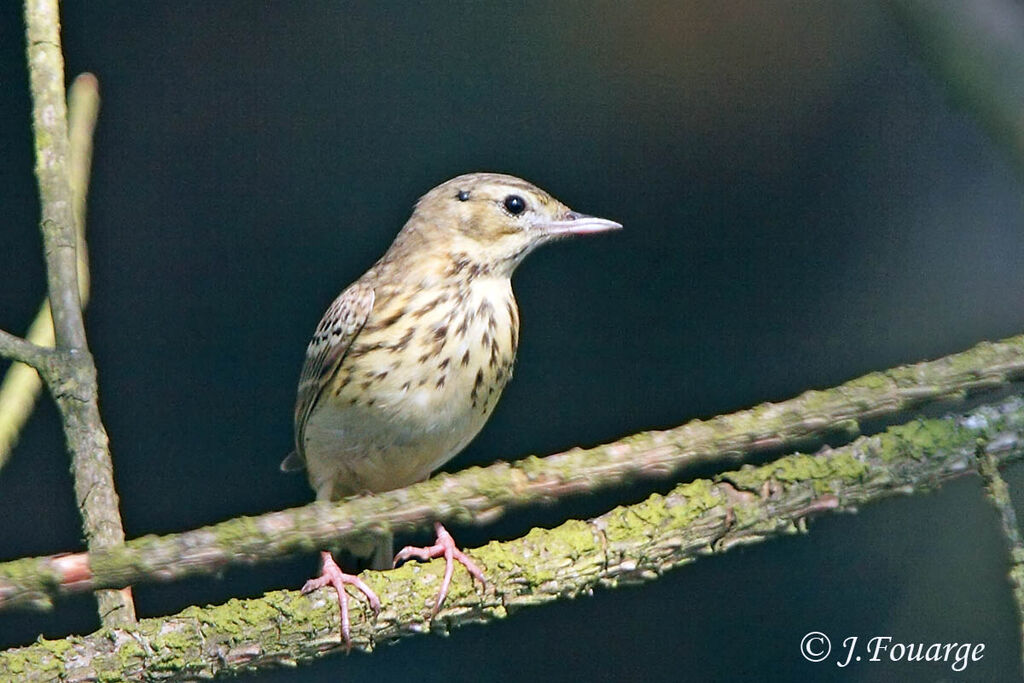 Pipit des arbres mâle adulte