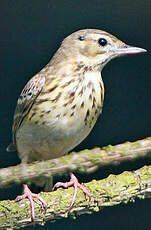 Pipit des arbres