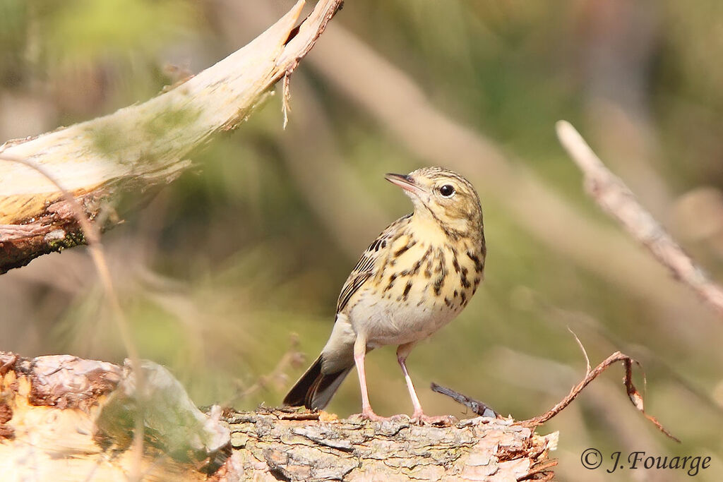 Pipit des arbres mâle adulte