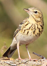 Pipit des arbres