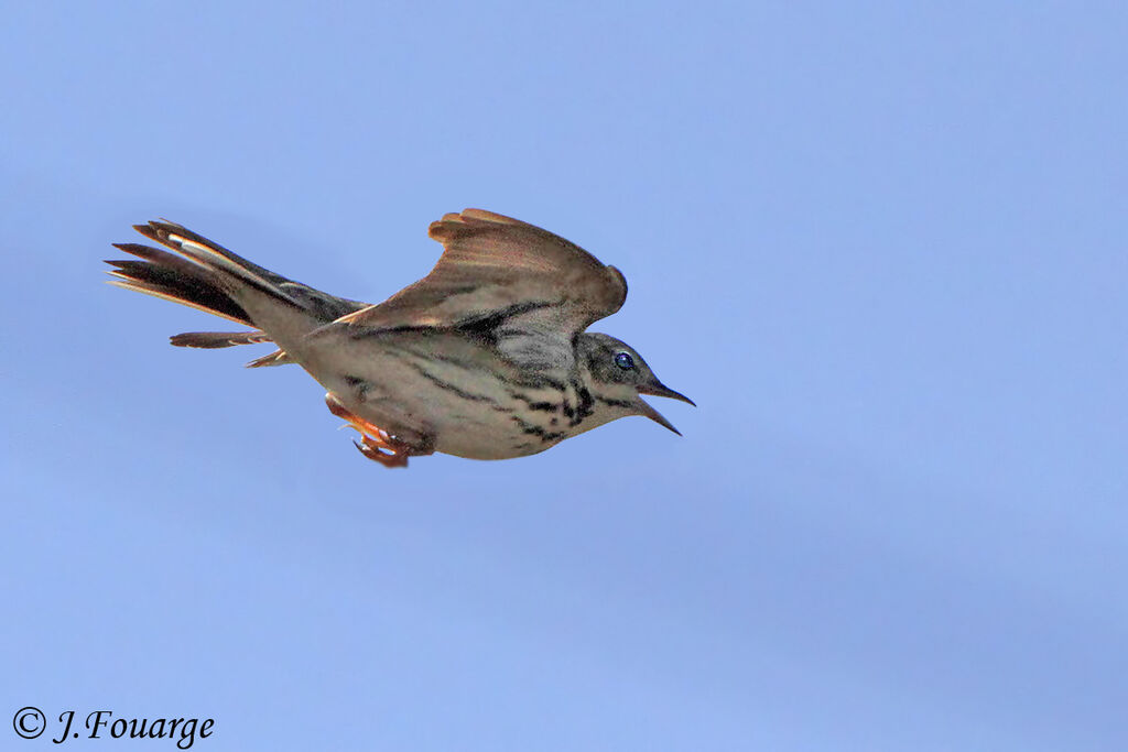 Tree Pipit male adult, Flight, Reproduction-nesting, Behaviour