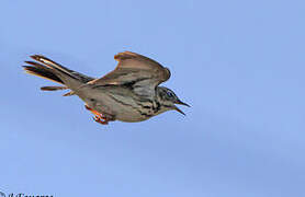 Pipit des arbres