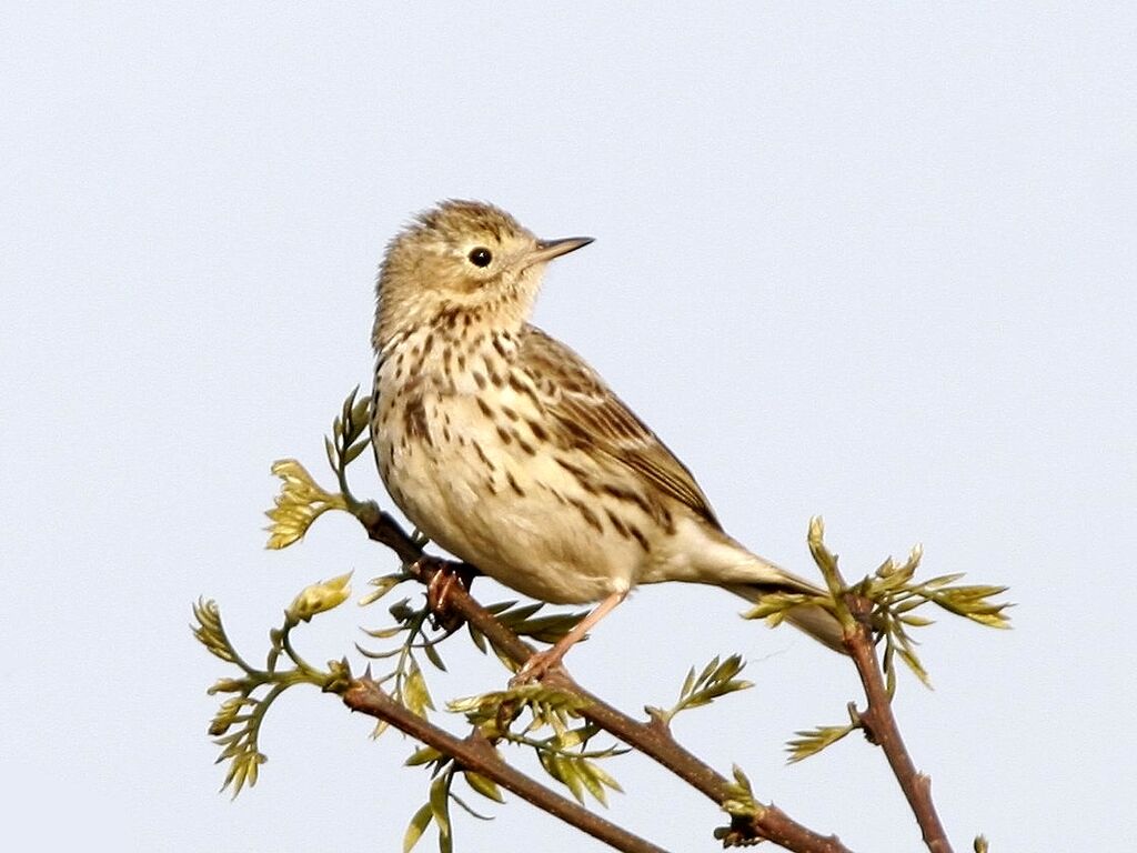 Pipit farlouseadulte