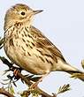 Pipit farlouse