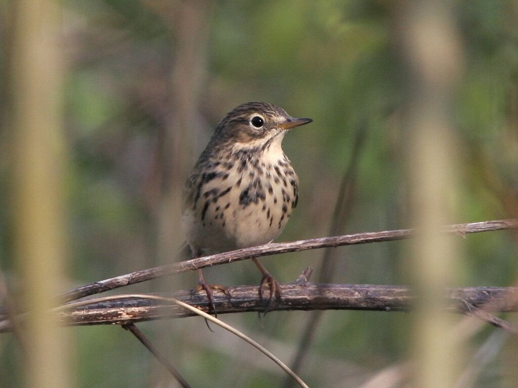 Pipit farlouseadulte