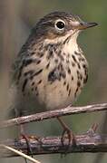 Pipit farlouse