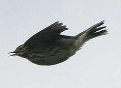 Meadow Pipit