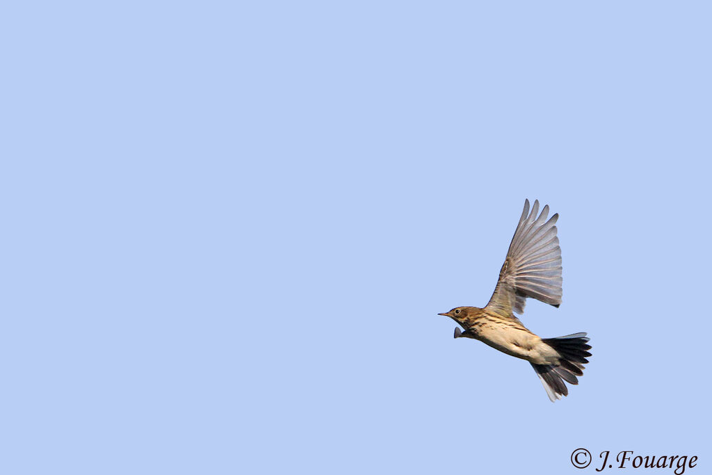 Meadow Pipit, Flight