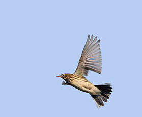 Pipit farlouse