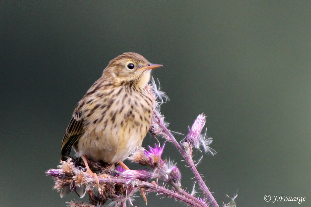 Meadow Pipitjuvenile, identification