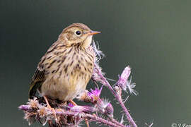 Pipit farlouse