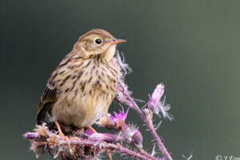 Pipit farlouse