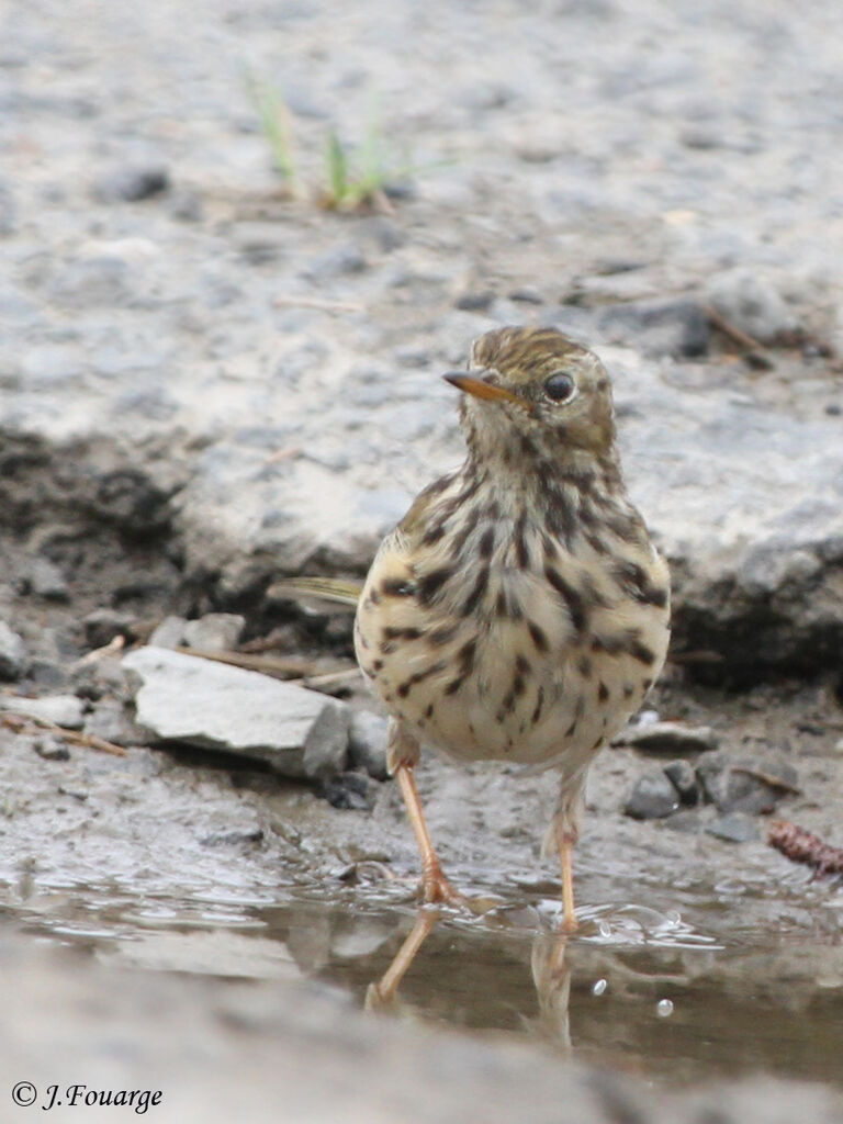 Pipit farlousejuvénile, identification